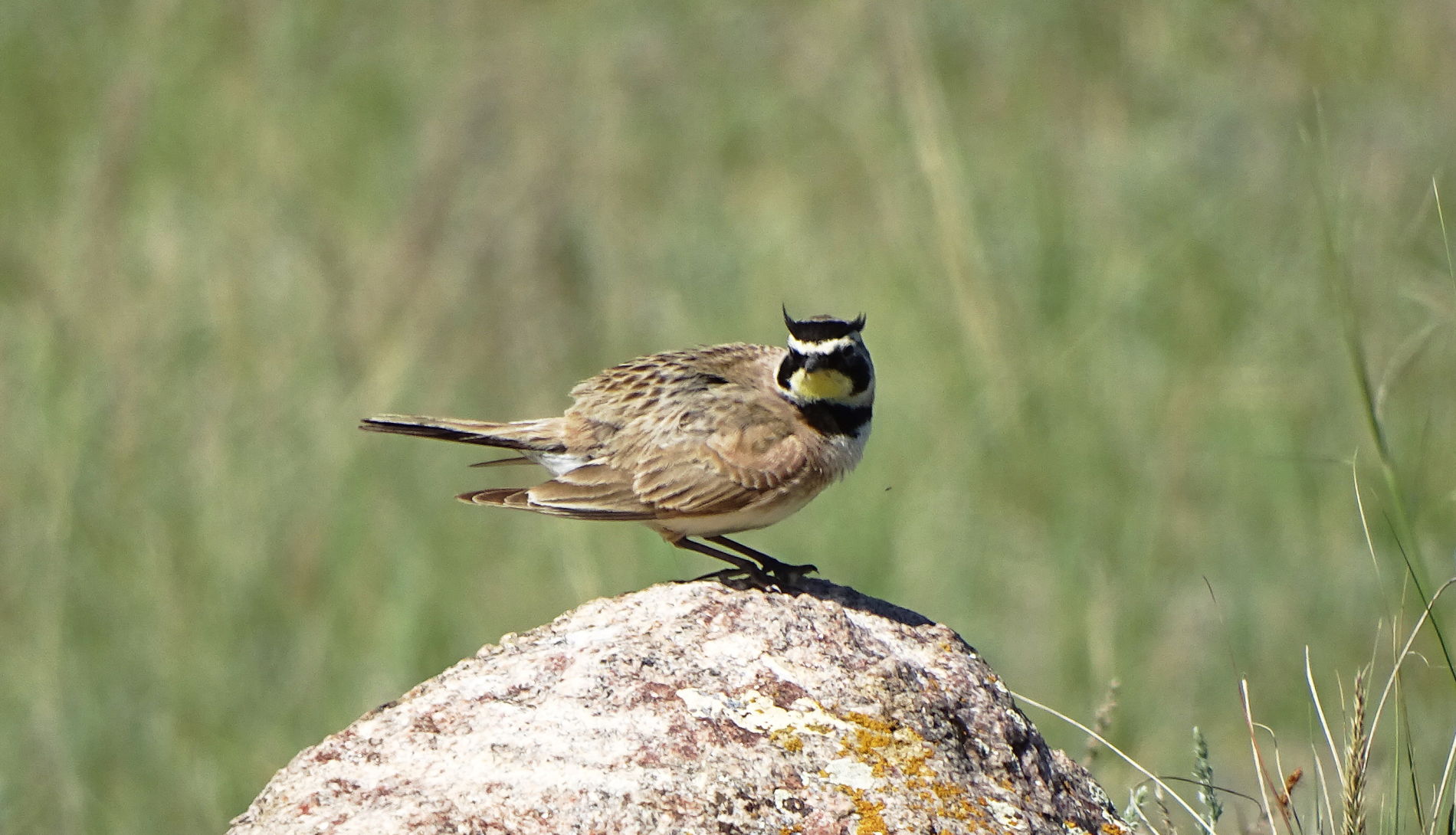 Horned Lark